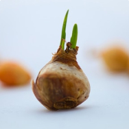Flower bulbs